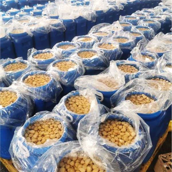 กานพลูกระเทียมเค็มในน้ำเกลือ